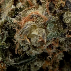 Namaste Green Banner New Arrivals