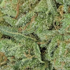 New Arrivals Greenade Chemdawg