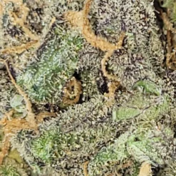 New Arrivals Greenade Querkle