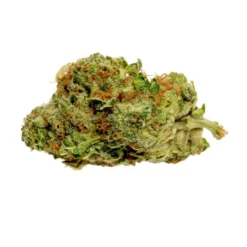 New Arrivals Good Supply Grower's Choice - Hybrid