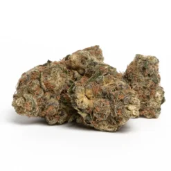 Namaste New Arrivals GSC