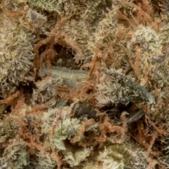 Namaste New Arrivals GSC