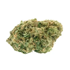 New Arrivals Haven St No. 515 Noisy Neighbour