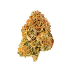 New Arrivals Riff Hell Cat #33 (Gelato)