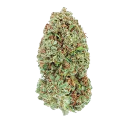 New Arrivals Highly Dutch Organic Amsterdam