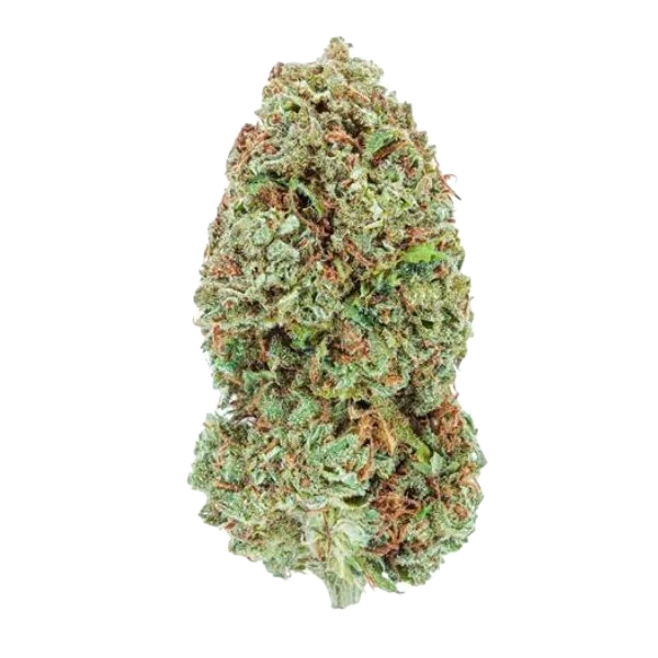 New Arrivals Highly Dutch Organic Amsterdam 4 New Arrivals Highly Dutch Organic Amsterdam