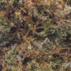 Let's Be Buds New Arrivals In-Da Couch