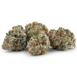 Indi Gelato #33 New Arrivals