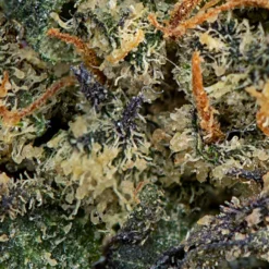 Indi Gelato #33 New Arrivals