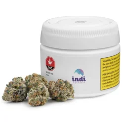 Indi Gelato #33 New Arrivals