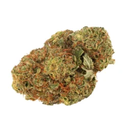 Daily Special Indica New Arrivals