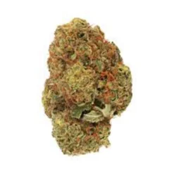 New Arrivals Daily Special Indica