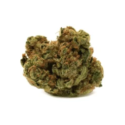 New Arrivals Houseplant Indica