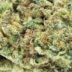 Indiva Glueberry OG New Arrivals 7 Indiva Glueberry OG New Arrivals