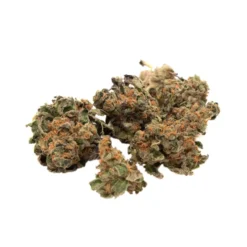 Indiva ICC New Arrivals