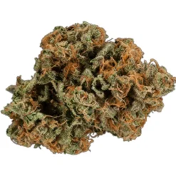 Rally Island Sweet Skunk New Arrivals