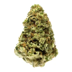 7ACRES Jean Guy New Arrivals