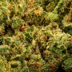 Good Supply Jean Guy