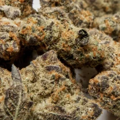 New Arrivals JOI Botanicals Platinum Scout 7 New Arrivals JOI Botanicals Platinum Scout