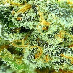 Joint Venture Craft Cannabis Chimp Mints