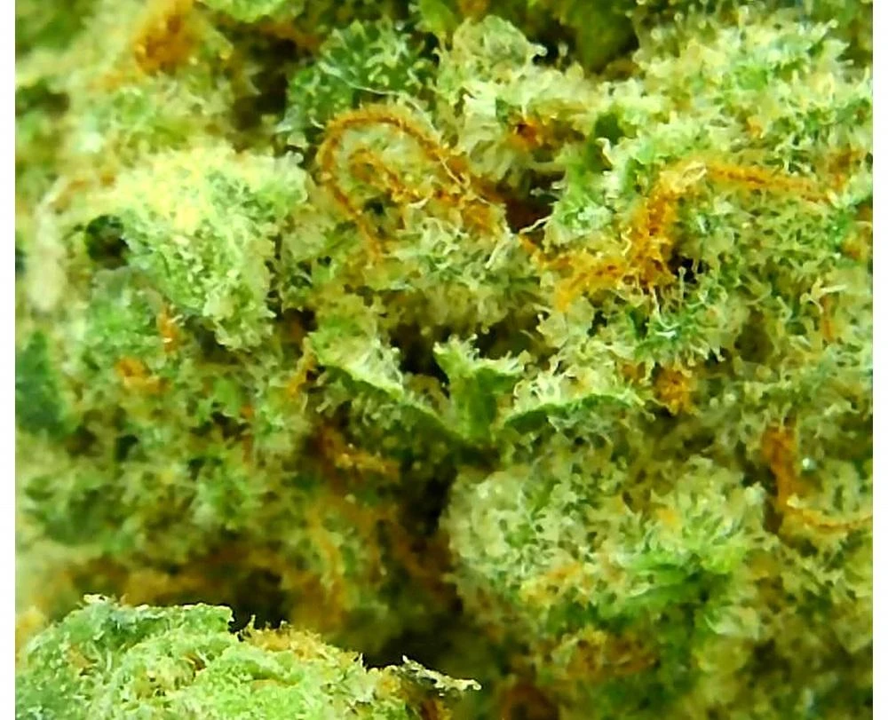 Joint Venture Craft Cannabis The Ultimate 5 Joint Venture Craft Cannabis The Ultimate