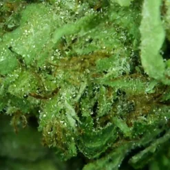 New Arrivals Joint Venture Craft Cannabis Tom Ford Island Pink