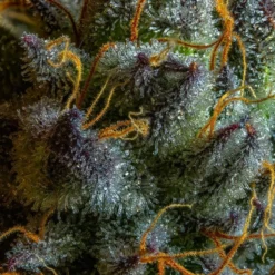 New Arrivals Jonny Chronic Blueberry Kush