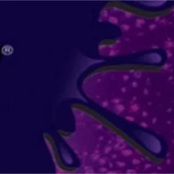 Juicy Jay's Blackberry Brandy - King Size Flavored Rolling Papers