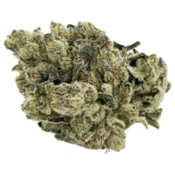 Citizen Stash New Arrivals Jungle Breath