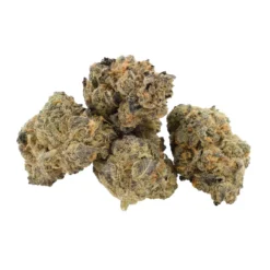 Kolab Project Slurricane