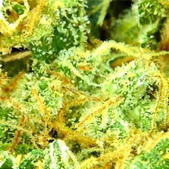 BC Black Krazy Krystal - Godfather OG New Arrivals