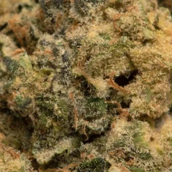 General Admission Kush & Cookies 7 General Admission Kush & Cookies