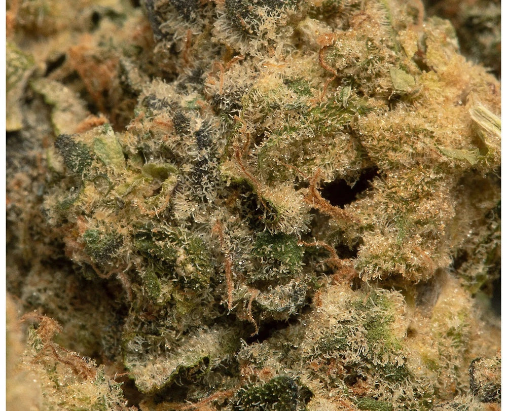 General Admission Kush & Cookies 5 General Admission Kush & Cookies