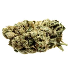 SensiMila Legendary Larry