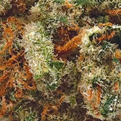 Haven St Lemon Pound Cake New Arrivals 7 Haven St Lemon Pound Cake New Arrivals