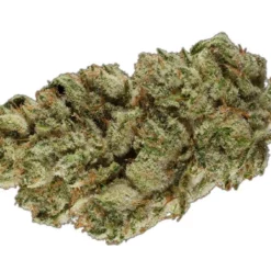 Bold Cultivation New Arrivals Mac 1