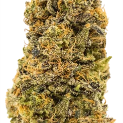 Carmel MAC 1 New Arrivals