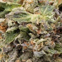 New Arrivals Marley Natural Marley Black - Master Kush