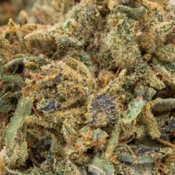 Marley Natural Marley Red New Arrivals 7 Marley Natural Marley Red New Arrivals