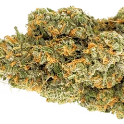 Msiku Gelatti New Arrivals 5 Msiku Gelatti New Arrivals