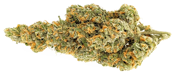 Msiku Gelatti New Arrivals 4 Msiku Gelatti New Arrivals