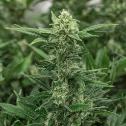 Muskoka Grown Blue Gorilla