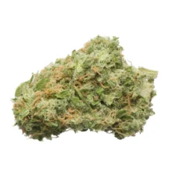 Namaste 24k Gold New Arrivals