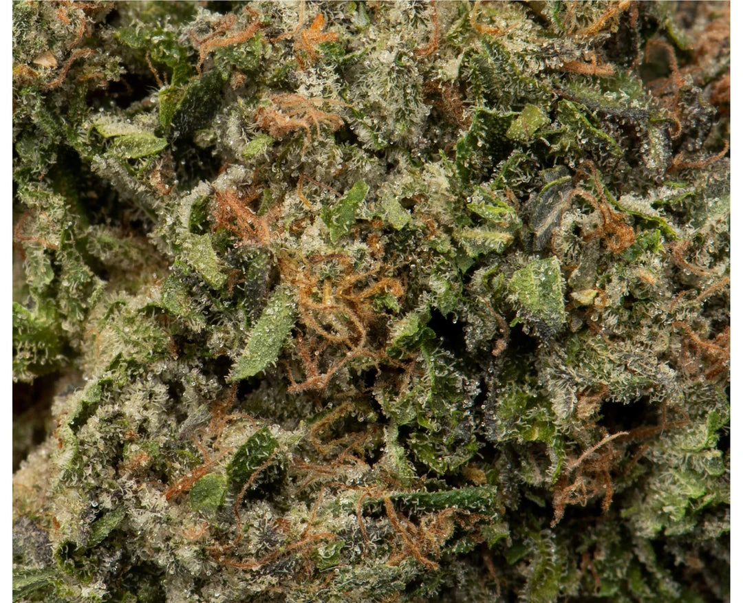 Namaste D. Bubba New Arrivals 5 Namaste D. Bubba New Arrivals