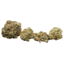 Namaste D. Bubba New Arrivals 6 Namaste D. Bubba New Arrivals