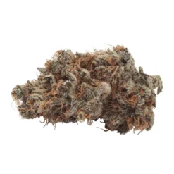 New Arrivals Natural History Crescendo