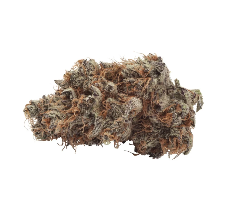 New Arrivals Natural History Crescendo 4 New Arrivals Natural History Crescendo