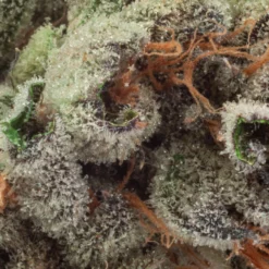 New Arrivals Natural History Fruit Cake