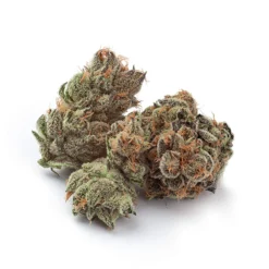 New Arrivals Natural History Fruit Cake