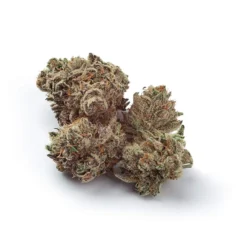 New Arrivals Natural History Mandarin Cookies